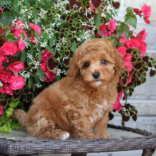 Knobbie, Bich-Poo Puppy